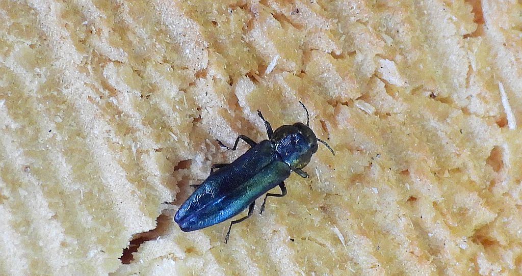 Opiętek zwężony (Agrilus angustulus)