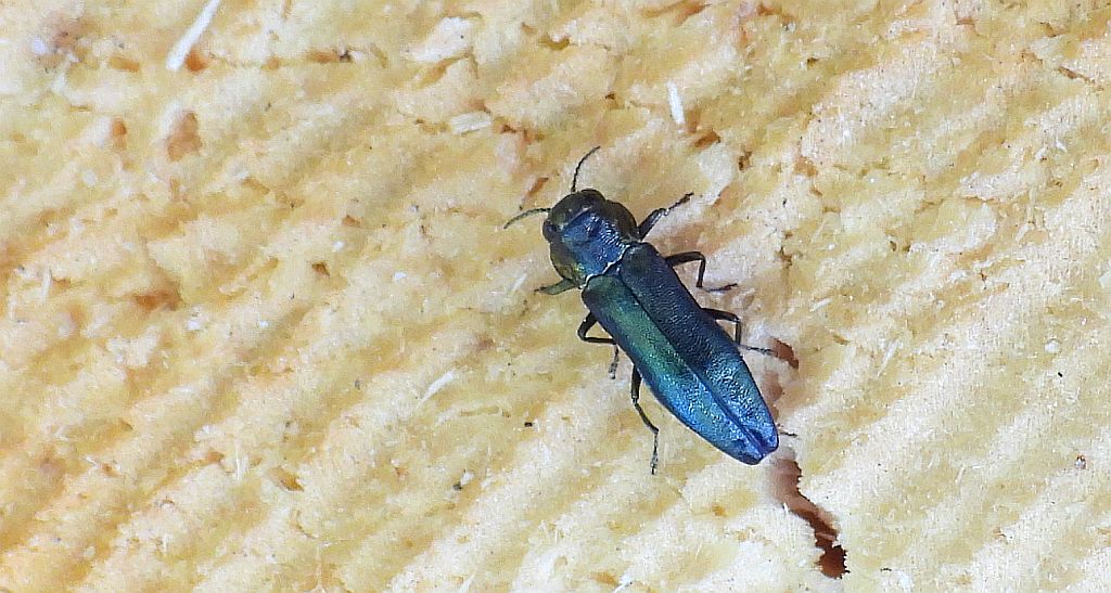 Opiętek zwężony (Agrilus angustulus)