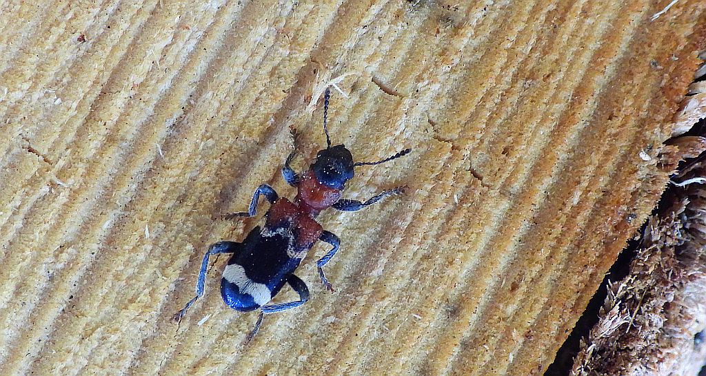 Przekrasek mróweczka (Thanasimus formicarius)