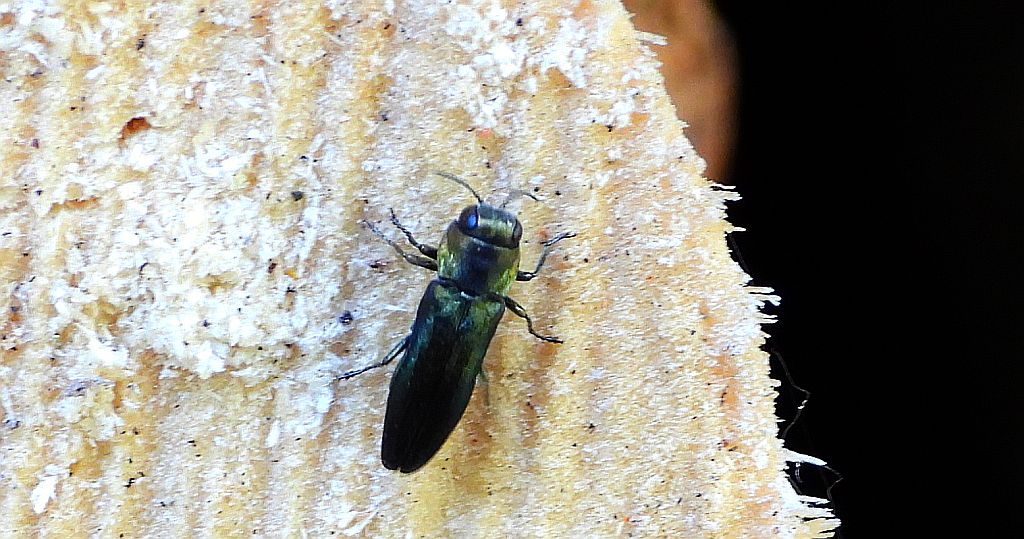 Opiętek zwężony (Agrilus angustulus)