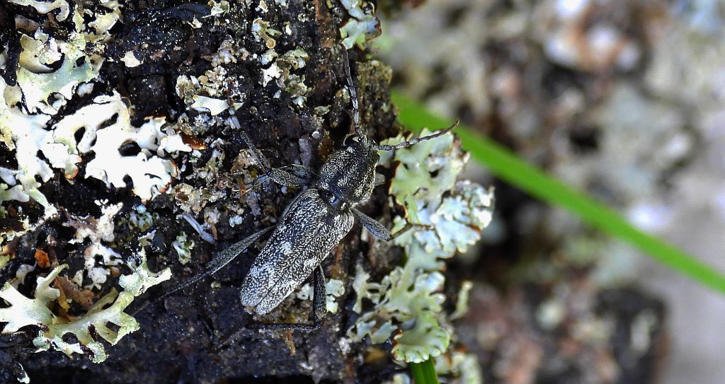 Drzeworadek topolowy (Xylotrechus rusticus)