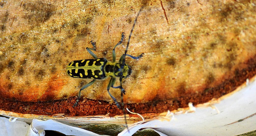 Rzemlik plamisty (Saperda scalaris)