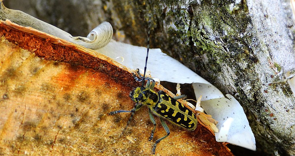 Rzemlik plamisty (Saperda scalaris)