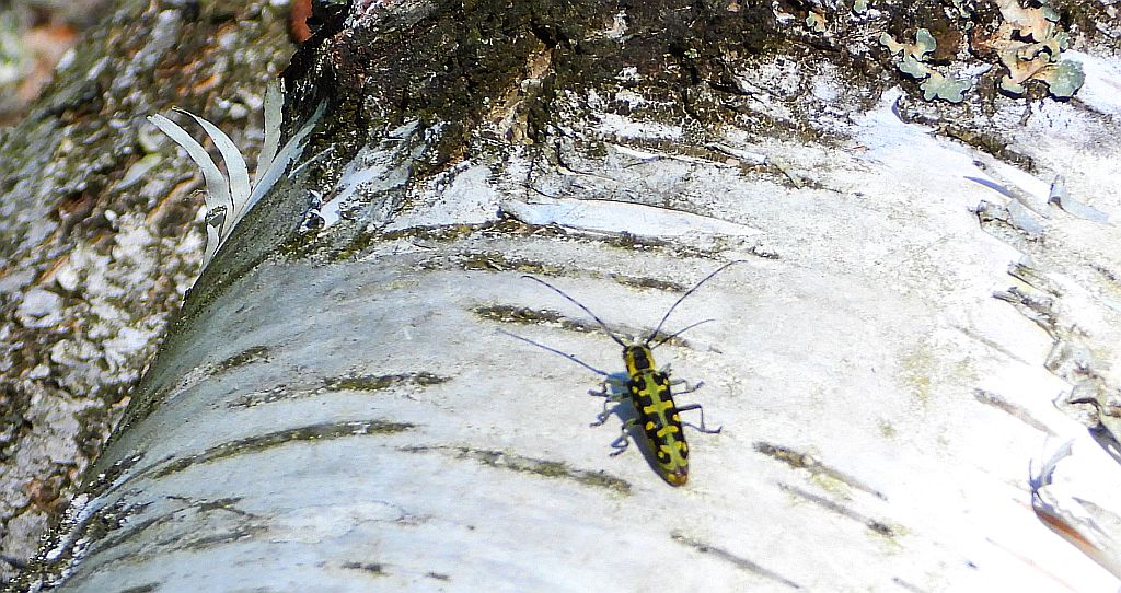 Rzemlik plamisty (Saperda scalaris)