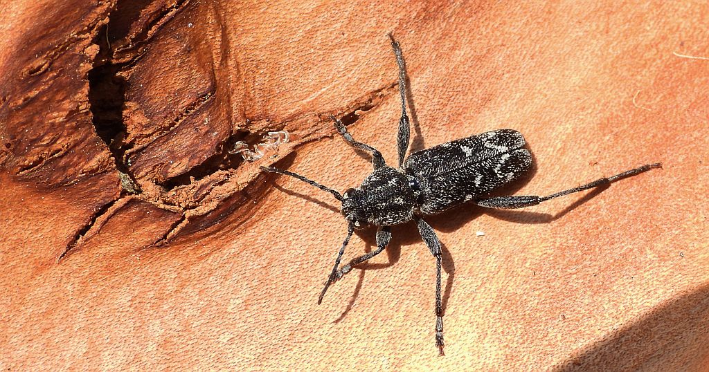 Drzeworadek topolowy (Xylotrechus rusticus)