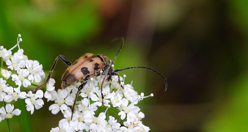 Krępień zmienny (Pachytodes erraticus)