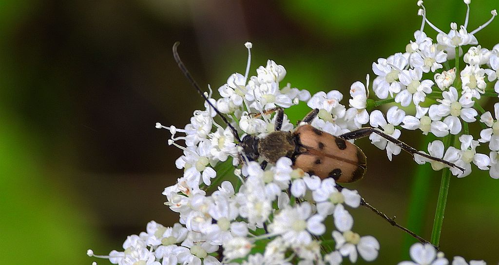 Krępień zmienny (Pachytodes erraticus)