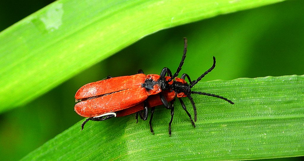 Karmazynek - Lygistopterus sanguineus