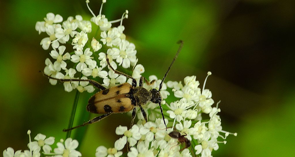 Krępień zmienny (Pachytodes erraticus)