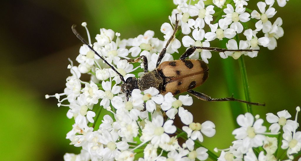 Krępień zmienny (Pachytodes erraticus)