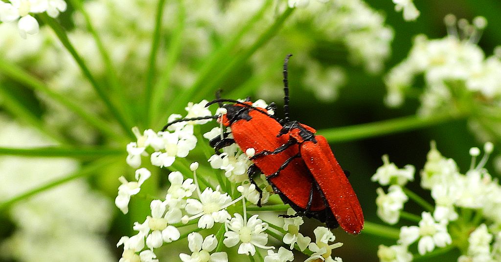 Karmazynek - Lygistopterus sanguineus