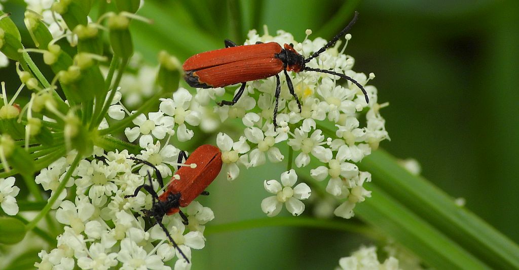 Karmazynek - Lygistopterus sanguineus
