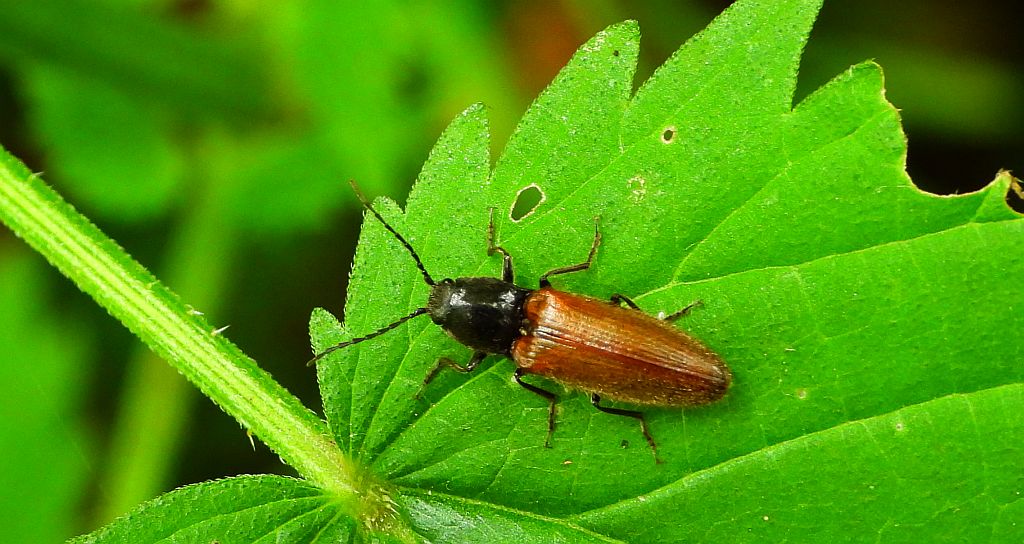 Sprężyk - Agriotes ustulatus