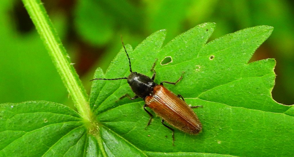 Sprężyk - Agriotes ustulatus