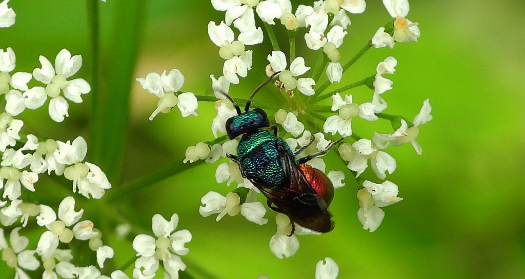 Złotolitka  - Chrysididae sp.