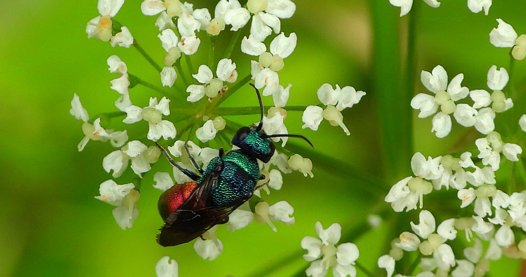 Złotolitka  - Chrysididae sp.