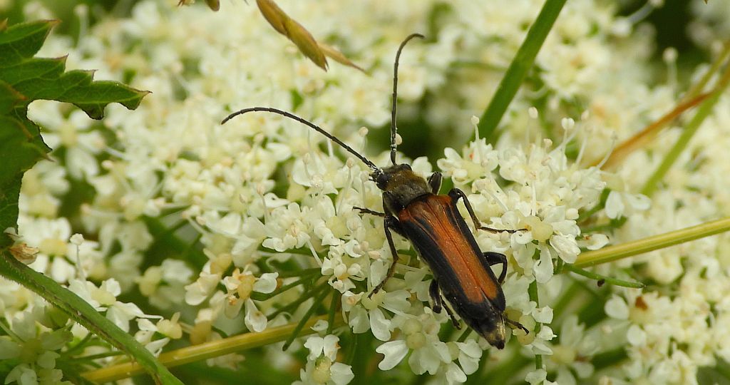 Zmorsznik jodłowy (Anastrangalia dubia)