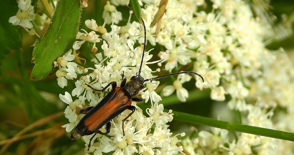 Zmorsznik jodłowy (Anastrangalia dubia)