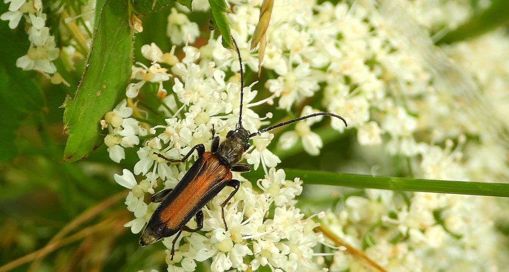 Zmorsznik jodłowy (Anastrangalia dubia)
