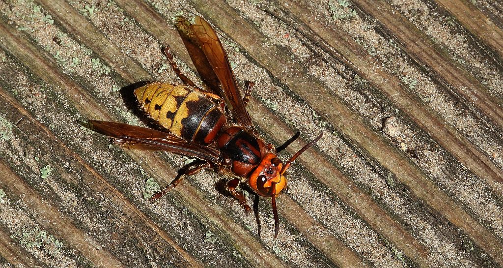 Szerszeń europejski (Vespa crabro)