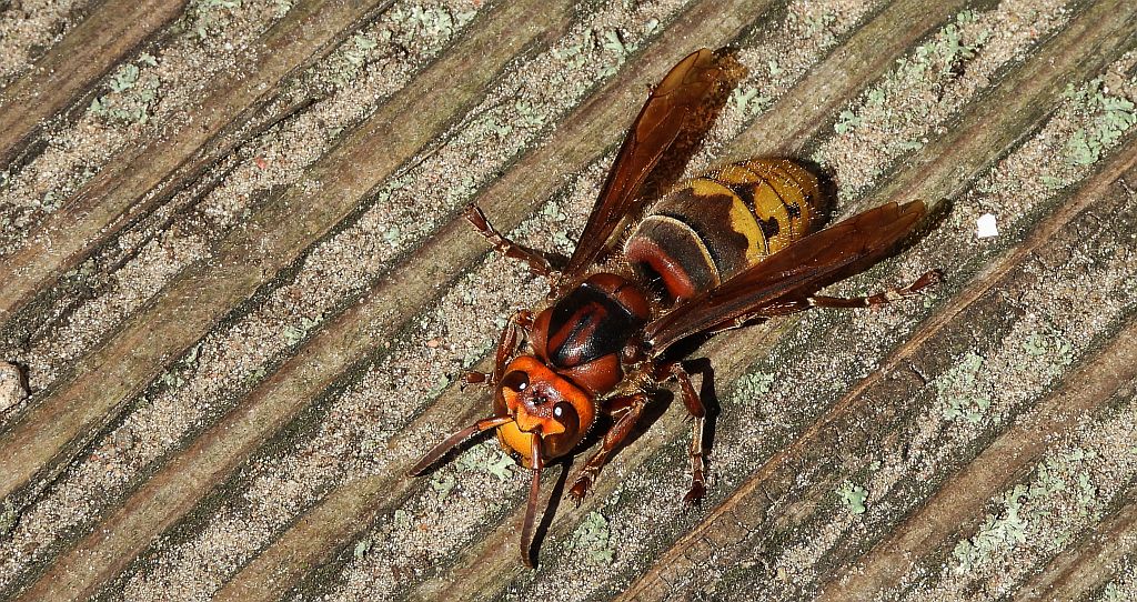 Szerszeń europejski (Vespa crabro)