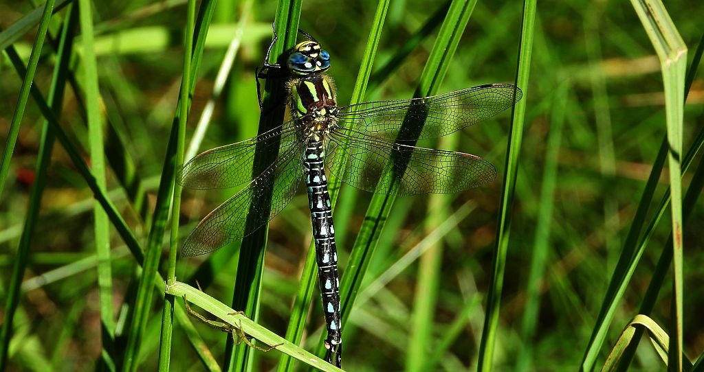 Żagnica sina (Aeshna cyanea)