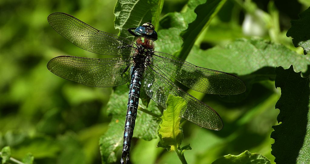 Żagnica sina (Aeshna cyanea)