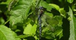 Żagnica sina (Aeshna cyanea)