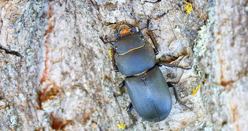 Ciołek matowy, ciołek (Dorcus parallelipipedus)