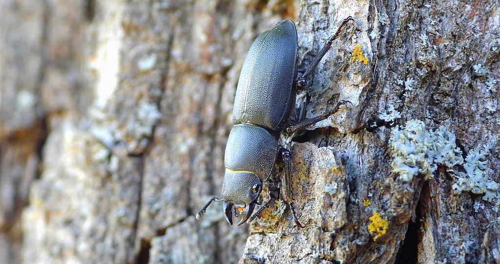 Ciołek matowy, ciołek (Dorcus parallelipipedus)