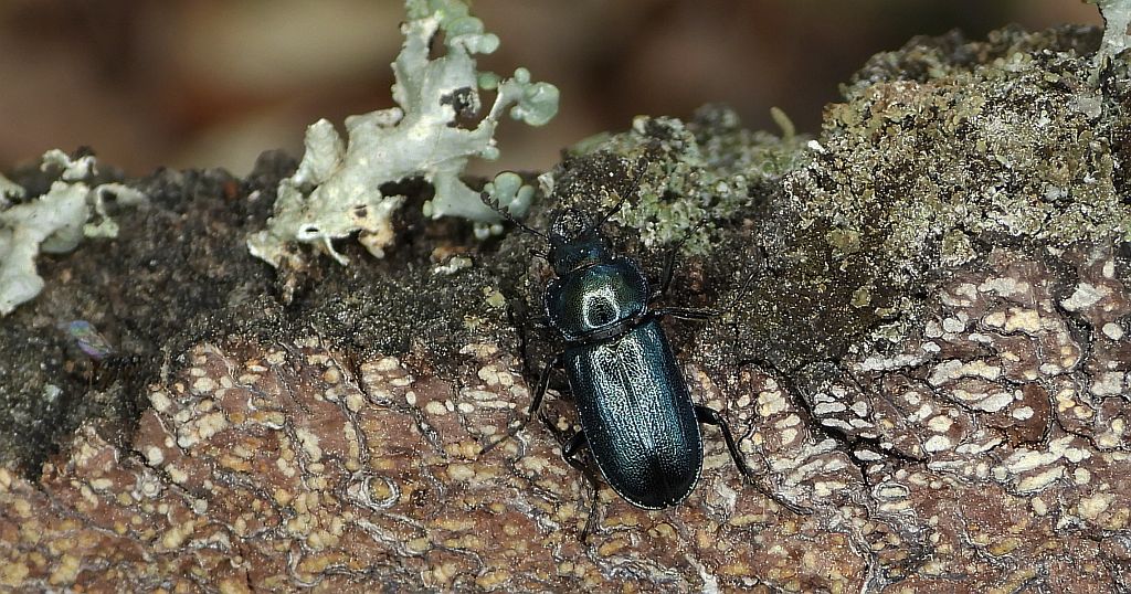 Zakliniec mniejszy (Platycerus caraboides)