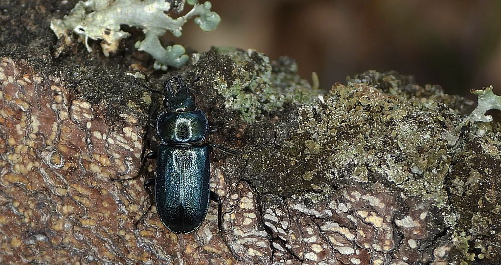 Zakliniec mniejszy (Platycerus caraboides)