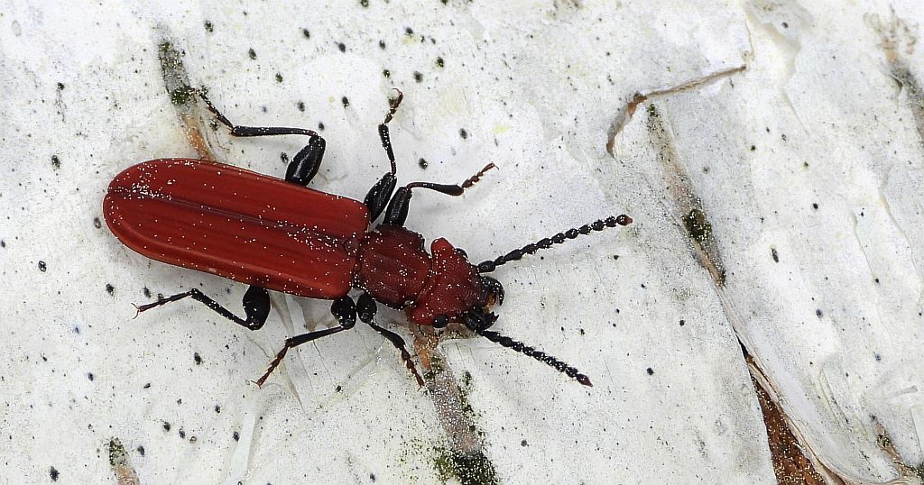 Zgniotek cynobrowy (Cucujus cinnaberinus)