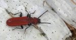 Zgniotek cynobrowy (Cucujus cinnaberinus)
