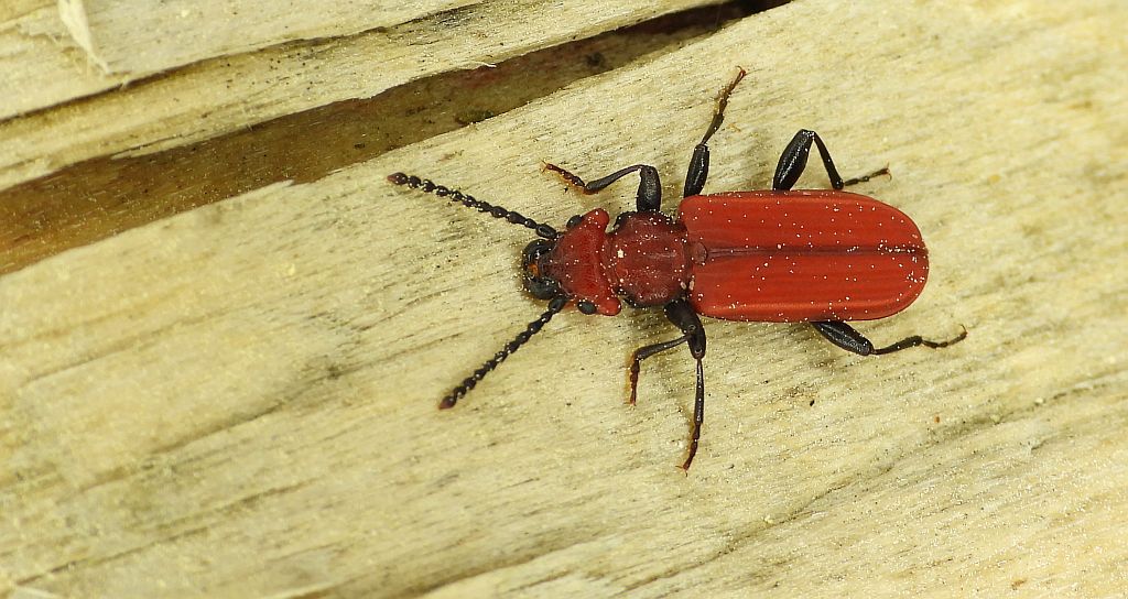 Zgniotek cynobrowy (Cucujus cinnaberinus)