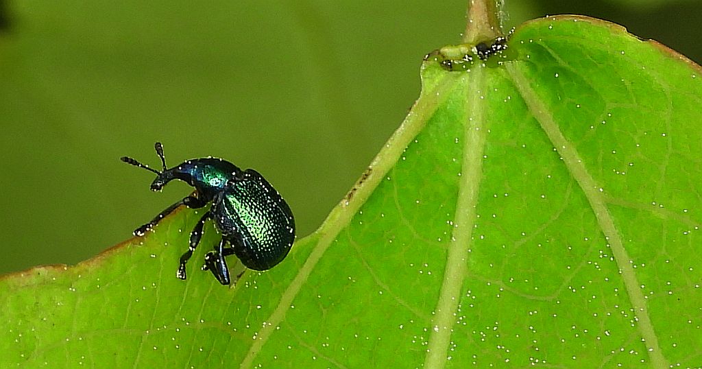 Tutkarz cygarowiec (Byctiscus betulae)