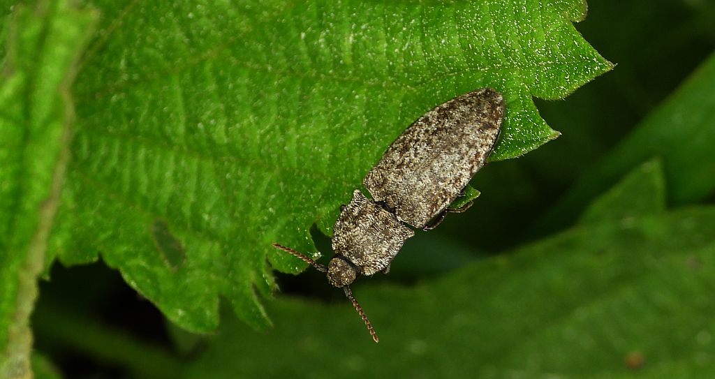 Podrzut szary (Agrypnus murinus)