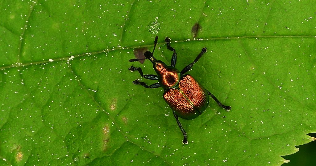 Tutkarz topolowiec (Byctiscus populi)