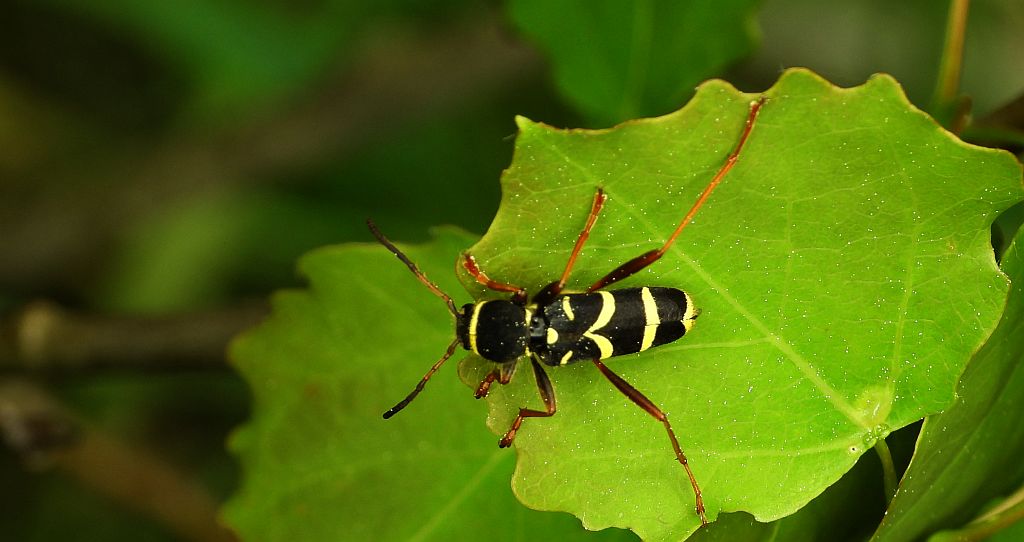 Biegowiec osowaty (Clytus arietis)