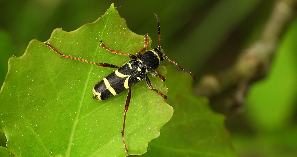 Biegowiec osowaty (Clytus arietis)