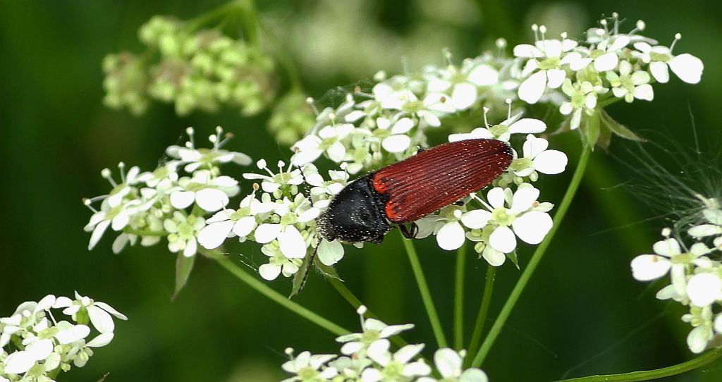 Sprężyk - Ampedus pomonae
