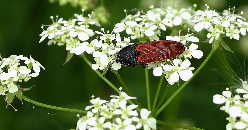 Sprężyk - Ampedus pomonae