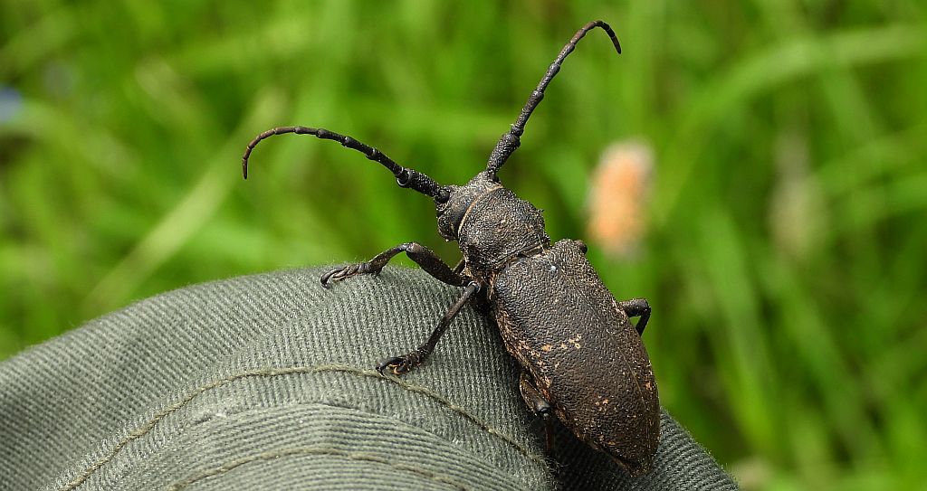 Zgrzypik twardokrywka (Lamia textor)
