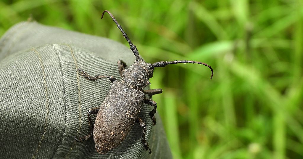 Zgrzypik twardokrywka (Lamia textor)