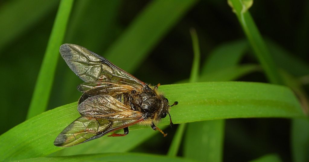 Bryzgun włochaty, fełpiec włochaty (Trichiosoma lucorum)