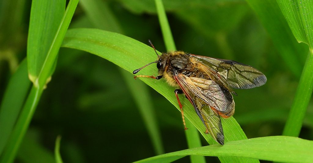 Bryzgun włochaty, fełpiec włochaty (Trichiosoma lucorum)