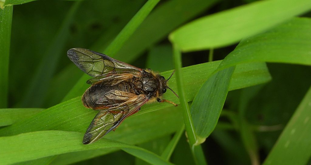 Bryzgun włochaty, fełpiec włochaty (Trichiosoma lucorum)