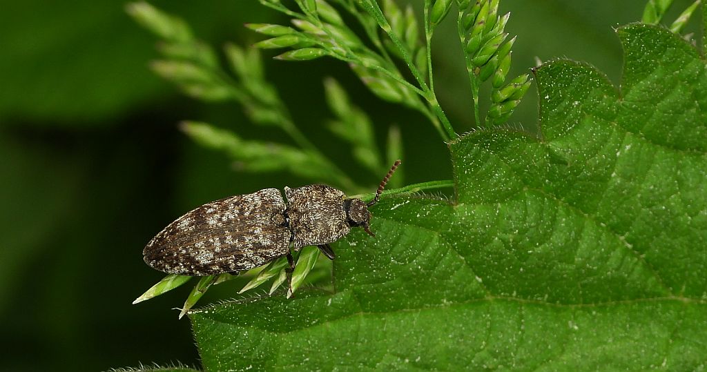 Podrzut szary (Agrypnus murinus)