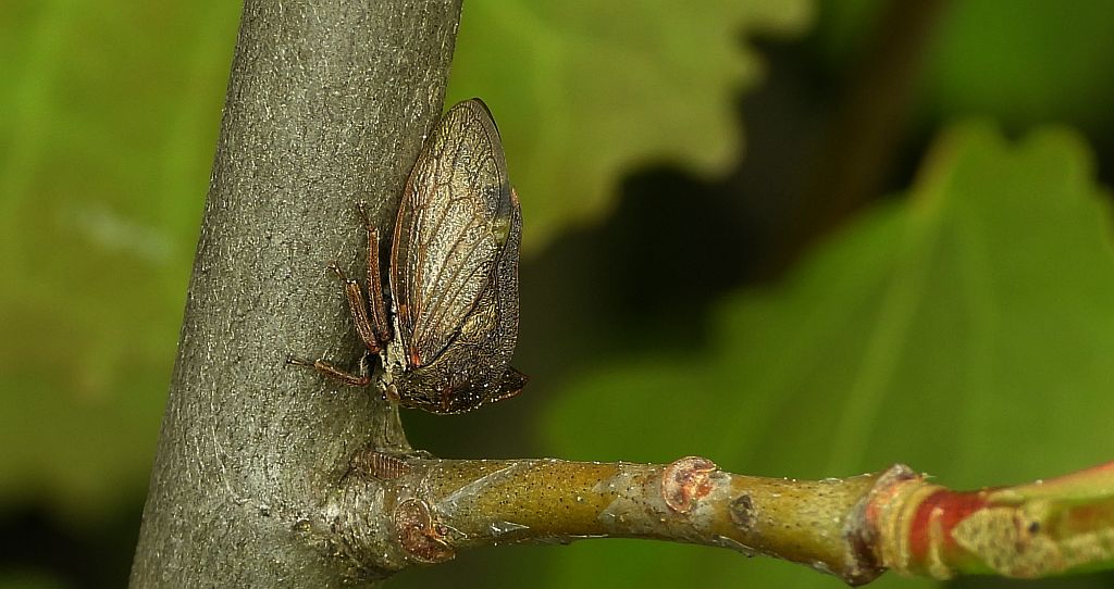 Zgarb rogaty (Centrotus cornutus)