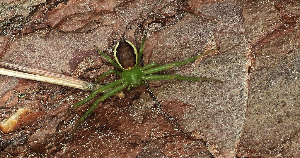 Cofnik (Diaea dorsata)